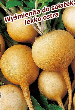 Rzodkiewka ZLATA 10g (Raphanus sativus var. sativus)