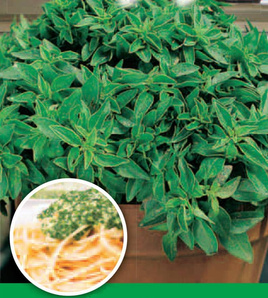 Bazylia właściwa grecka PALLA COMPATTO 0,5g (Ocimum basilicum)