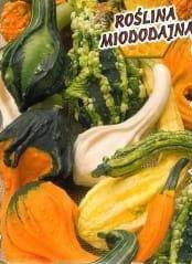 Decorative pumpkin AUTUMN WINGS mix of varieties 1g (Cucurbita pepo)