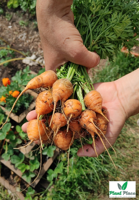 Edible carrot PARIJSER MARKT 4 round 3g (Daucus carota)