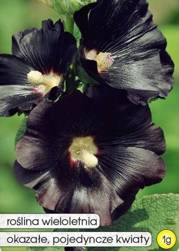 Black Dark Purple Hollyhock 1g (Althaea rosea var. nigra)