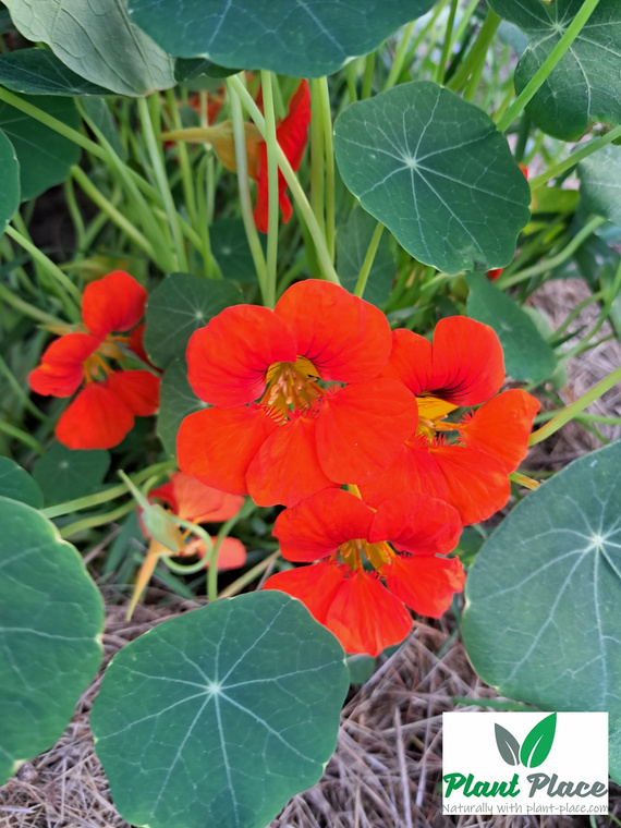 Dwarf Nasturtium Mix 6g (Tropaeolum maj. nan. maximum)