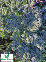 Mid-high kale HALBHOHER GRUNER KRAUSER 5g (Brassica oleracea L. convar. acephala)