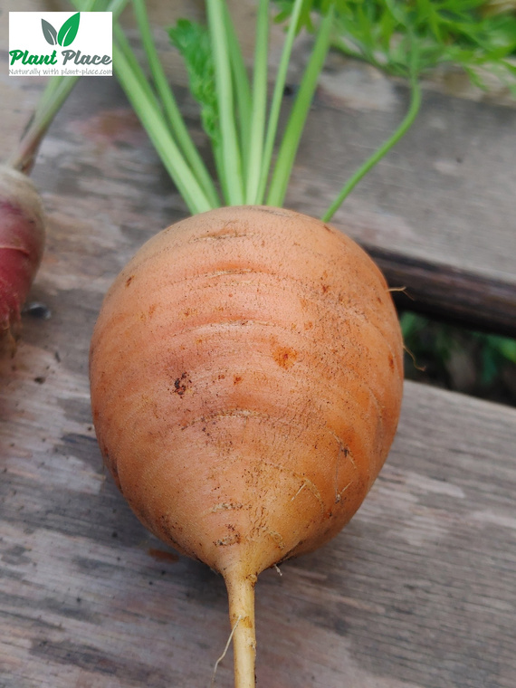 Marchew jadalna PARIJSER MARKT 4 okrągła 3g (Daucus carota)