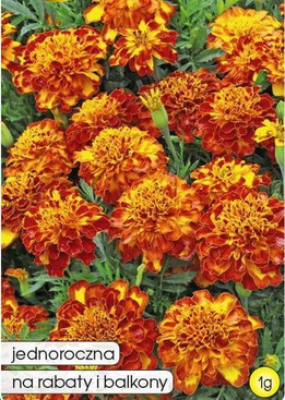 Low-growing BOLERO marigold with honey-mahogany velvet-like flowers, 1g (Tagetes patula nana fl. pl.)