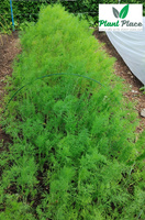 Koper ogrodowy 5g BIO (Anethum graveolens)