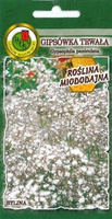 Baby's breath, durable white 0.5g (Gypsophila paniculata)