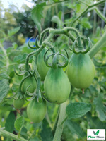 San Marzano 2 Tomato under cover 0.2g (Solanum lycopersicum L.)