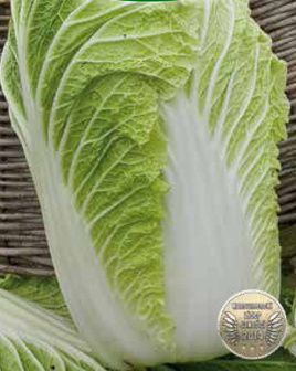 HILTON Chinese cabbage 0.5g (Brassica rapa)