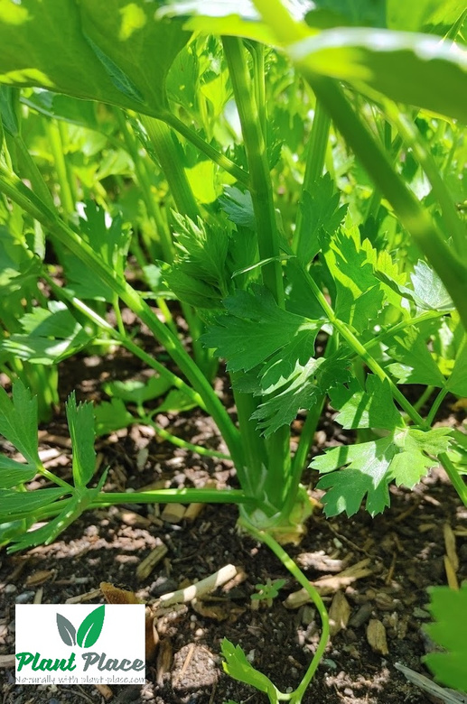 Root celery MAKAR 1g (Apium graveolens)