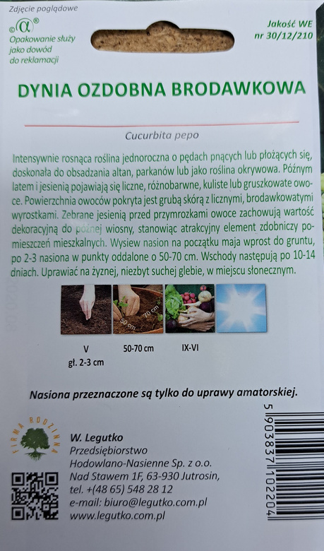 Warty decorative pumpkin (Cucurbita pepo)