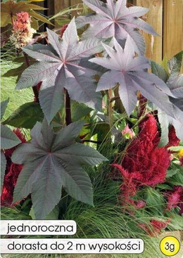 Red-leaf castor bean 3g (Ricinus gibsonii)