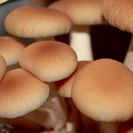 Grzybnia na kołkach Polówka wiązkowa Piopino 20 szt. (Agrocybe aegerita)