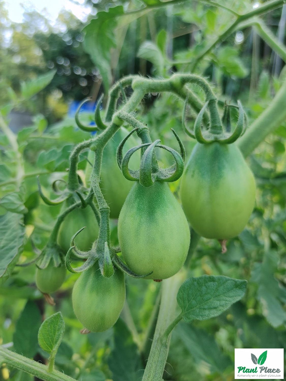 San Marzano 2 Tomato under cover 0.2g (Solanum lycopersicum L.)