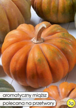 MUSCADE DE PROVENCE pumpkin 3g (Cucurbita moschata)