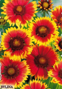 Perennial Gaillardia weighs 1.5g (Gaillardia aristata)