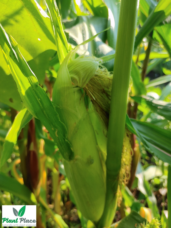 Kukurydza cukrowa RAMONDIA F1 10g (Zea mays)