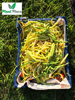 Fasola szparagowa żółta karłowa BERGGOLD 50g (Phaseolus vulgaris)