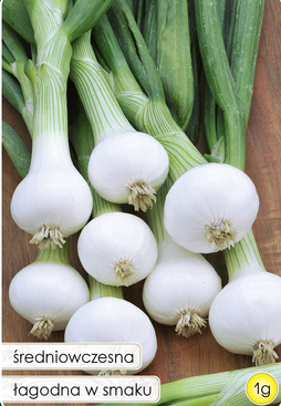 Cebula na szczypior POMPEI 1g (Allium cepa)