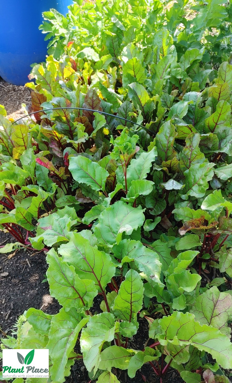 Beetroot DEGYPTE 10g (Beta vulgaris)