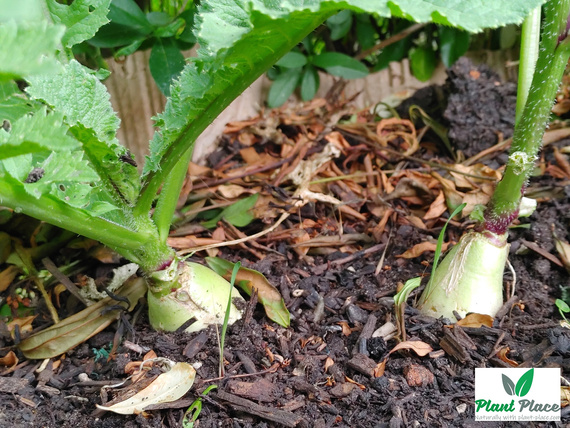 Radish AGATA 5g (Raphanus sativus var. niger)