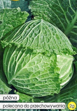 Langedijk Savoy Cabbage 2g (Brassica oleracea L. var. sabauda)