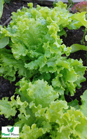 Lollo leaf lettuce 1g (Lactuca sativa var. crispa)