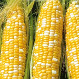 Sugar Corn RAMONDIA F1 10g (Zea mays)