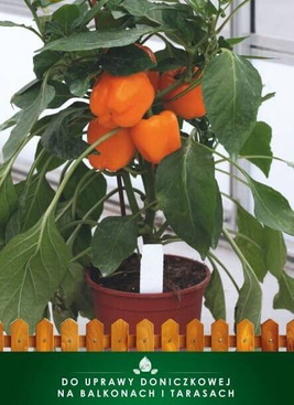 Papryka MINI BLOCK ILYN ORANGE F1 15z (Capsicum annuum)