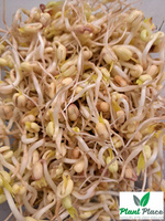 Sprouting Seeds MUNG BEAN 50g