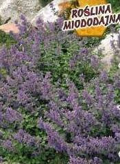 Blue catnip 0.2g (Nepeta mussini)