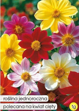 Single Dahlia MIGNON mix of colors 1g (Dahlia pinnata)