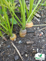 Marchew jadalna AMSTERDAM 2 5g (Daucus carota)