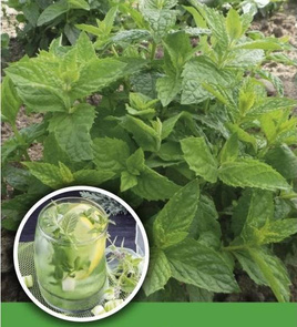 Spearmint 0.1g (Mentha spicata)