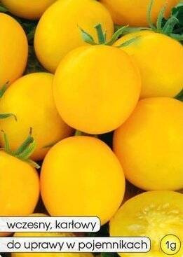 Pomidor gruntowy OLA POLKA - OLA POLKA OŻA 1g