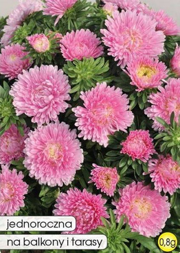 Dwarf Pink Aster 0.8g (Callistephus chinensis fl. pl.)