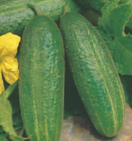 Pickling cucumber MARCEL 5g (Cucumis sativus)