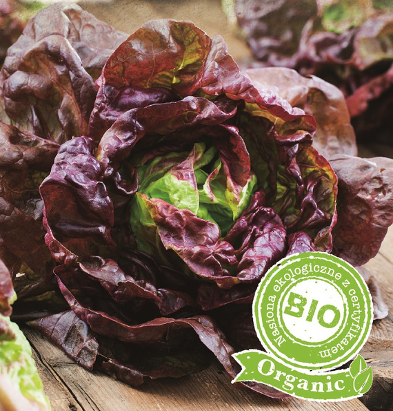 Head lettuce MARVEILLE 4 BIO 1g (Lactuca sativa L. var. Capitata)