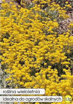 Yellow rockery alyssum 0.3g (Allysum saxatile)