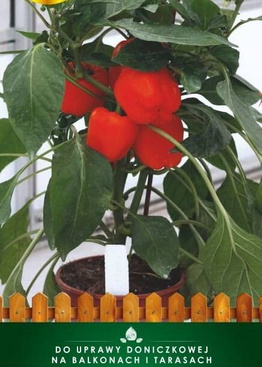 Papryka MINI BLOCK OLLY RED F1 15z (Capsicum annuum)