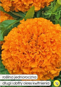 Aksamitka pełna wysoka HAWAII pomarańczowa 1g (Tagetes erecta fl. pl.)