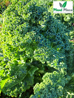 Dwarf Green Curled Kale 5g (Brassica oleracea L. convar. acephala)