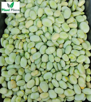 Garden bean JANKIEL BIAŁY 50g (Vicia faba)