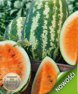 Watermelon Kawon ORANGEGLO 1g (Citrullus lanatus)