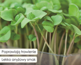 BASIL sprouting seeds 5g