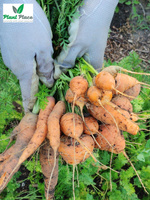Marchew jadalna PIERWSZY ZBIÓR 5g (Daucus carota)