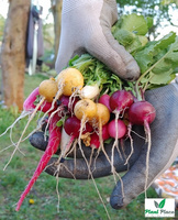 Radish JUTRZENKA 10g (Raphanus sativus var. sativus)