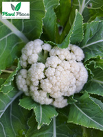 Cauliflower BETA 1g (Brassica oleracea convar. botrytis)