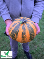 Shell-less common pumpkin JUNONA 5g (Cucurbita pepo)