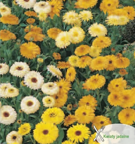 Dwarf Calendula officinalis mixture, 3g (Marigold)
